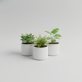Potted Plant Set